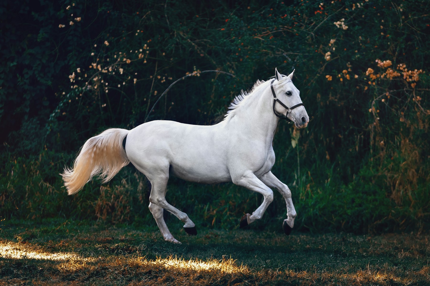Cheval au galop dans un pré à la tombée du jour